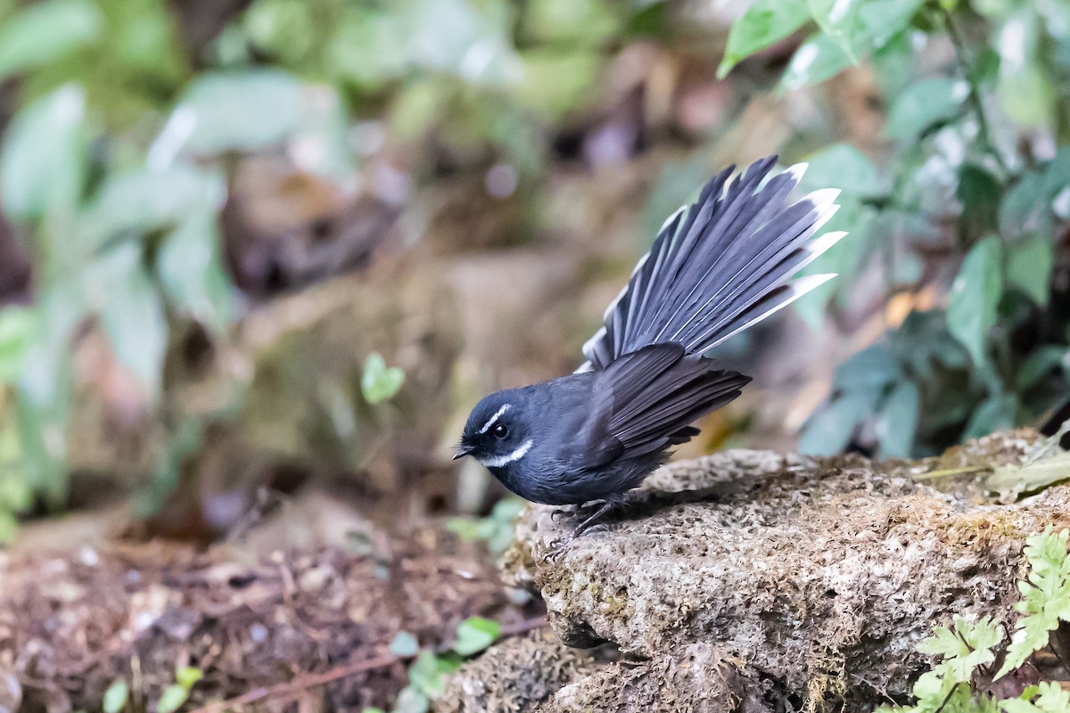 White-throated Fantail - ML203655251