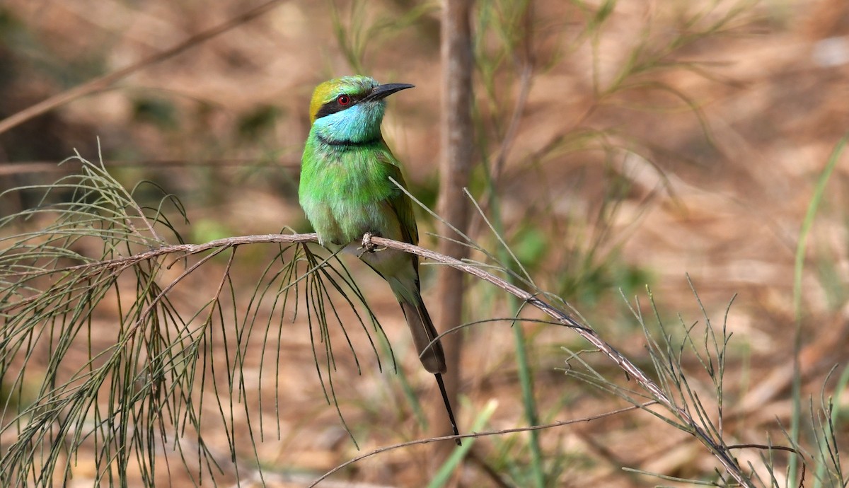 Asian Green Bee-eater - ML203661081