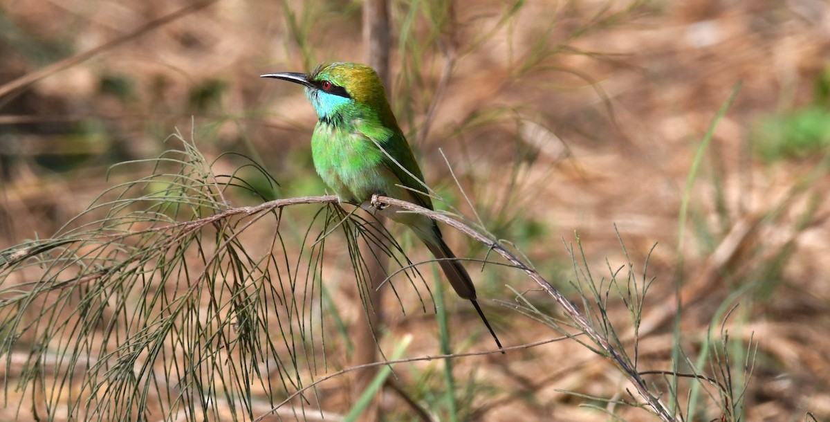 Asian Green Bee-eater - mathew thekkethala