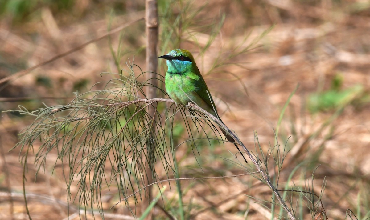 Asian Green Bee-eater - ML203661211