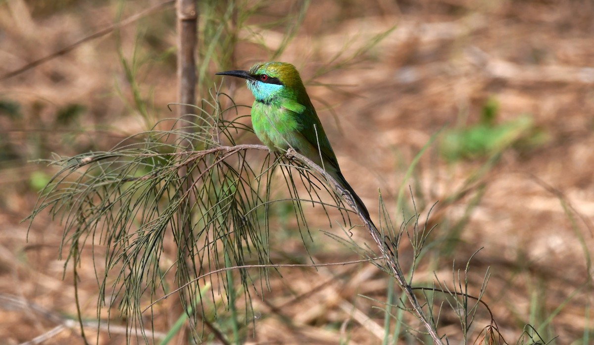 Asian Green Bee-eater - ML203661241