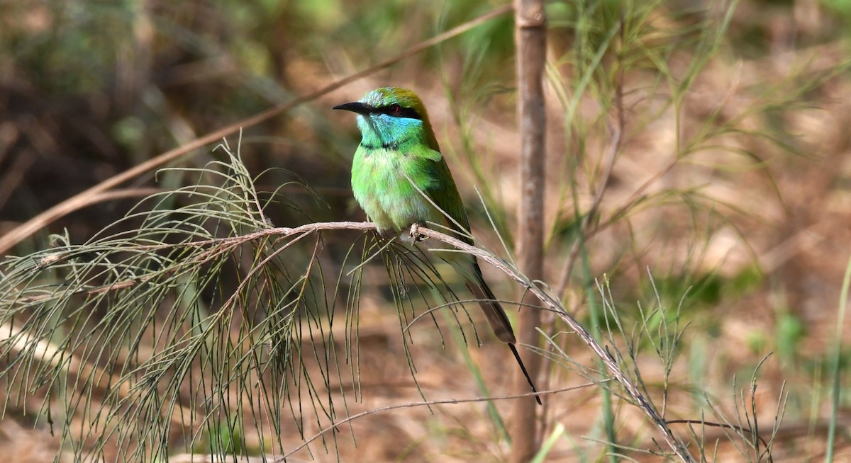Asian Green Bee-eater - ML203661281