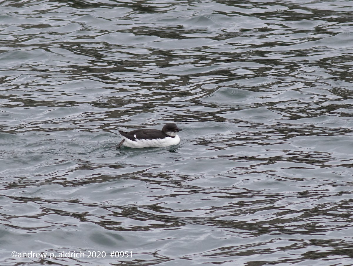 Thick-billed Murre - ML203661391