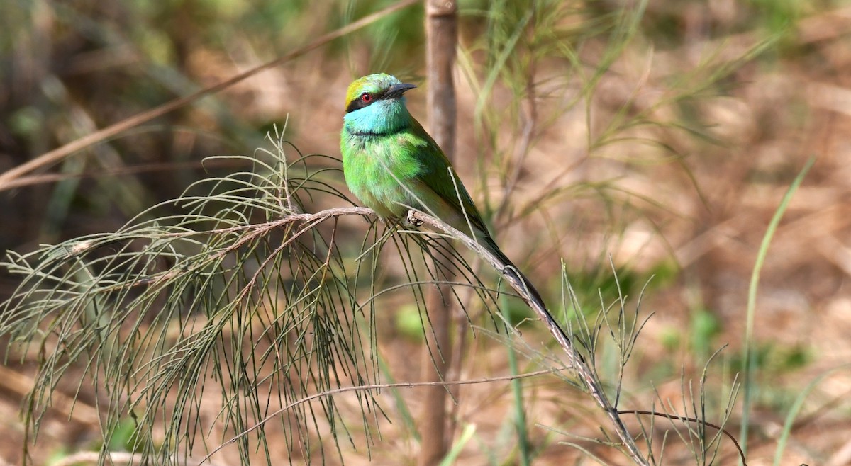 Asian Green Bee-eater - ML203661431