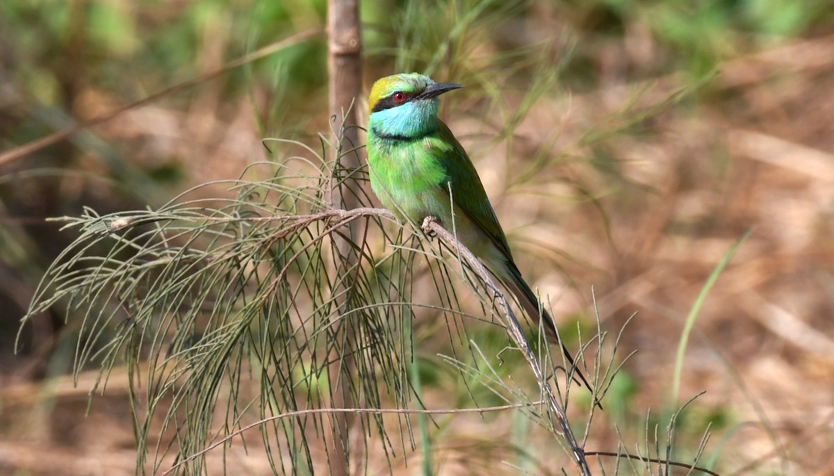 Asian Green Bee-eater - ML203661501