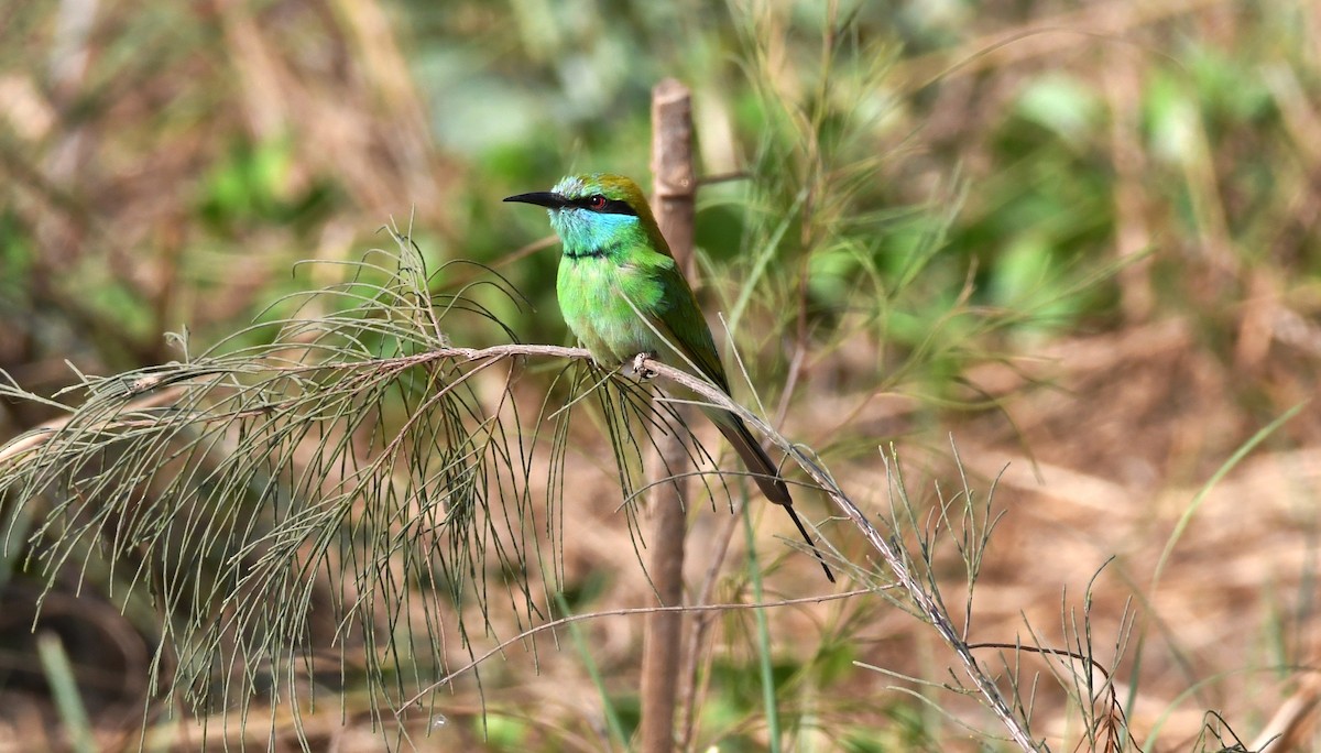 Asian Green Bee-eater - ML203661741