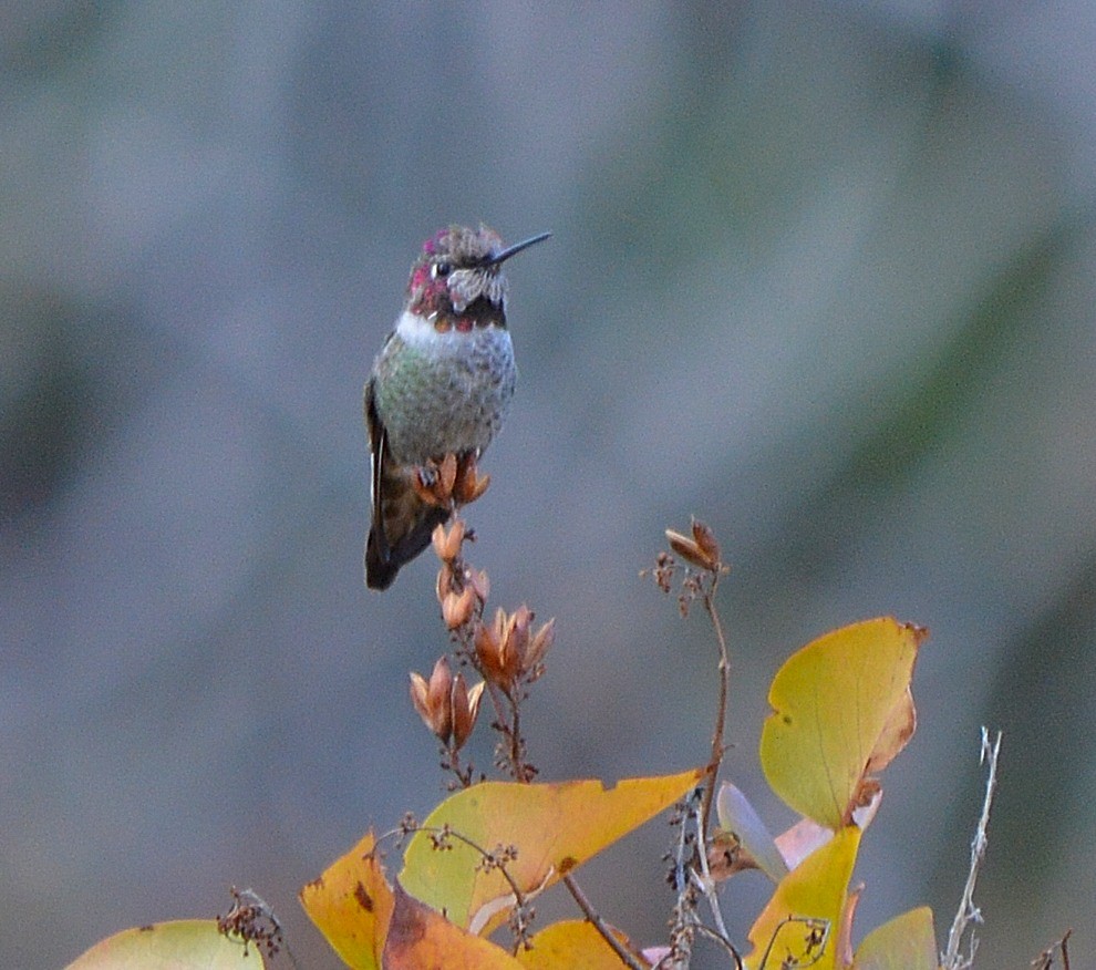 Anna's Hummingbird - John Parker