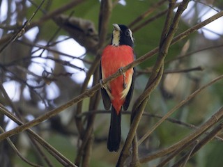  - Rose-breasted Chat