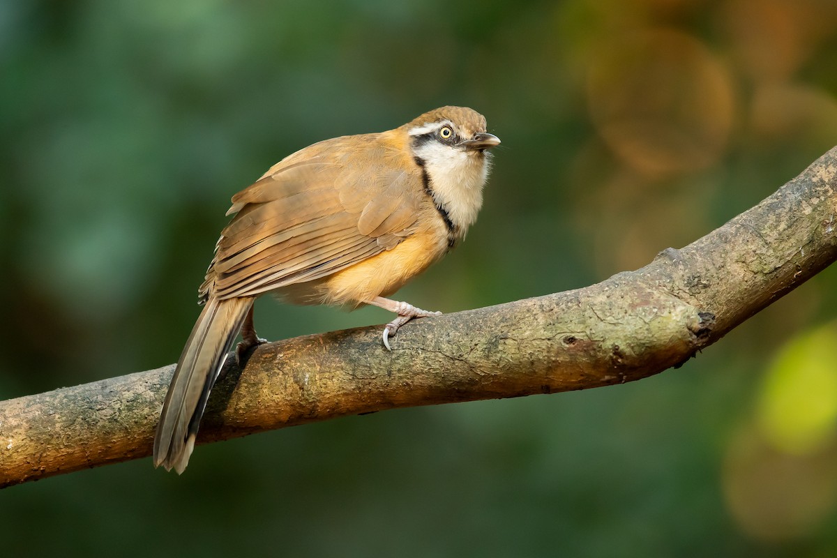 Lesser Necklaced Laughingthrush - ML203673561