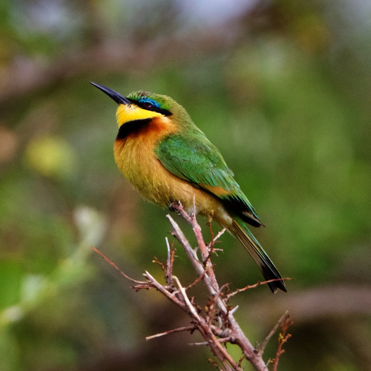 Little Bee-eater - ML203674781