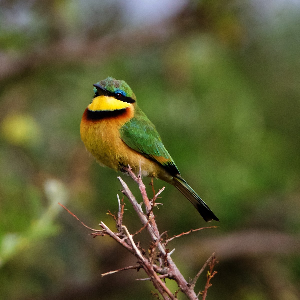 Little Bee-eater - ML203674791