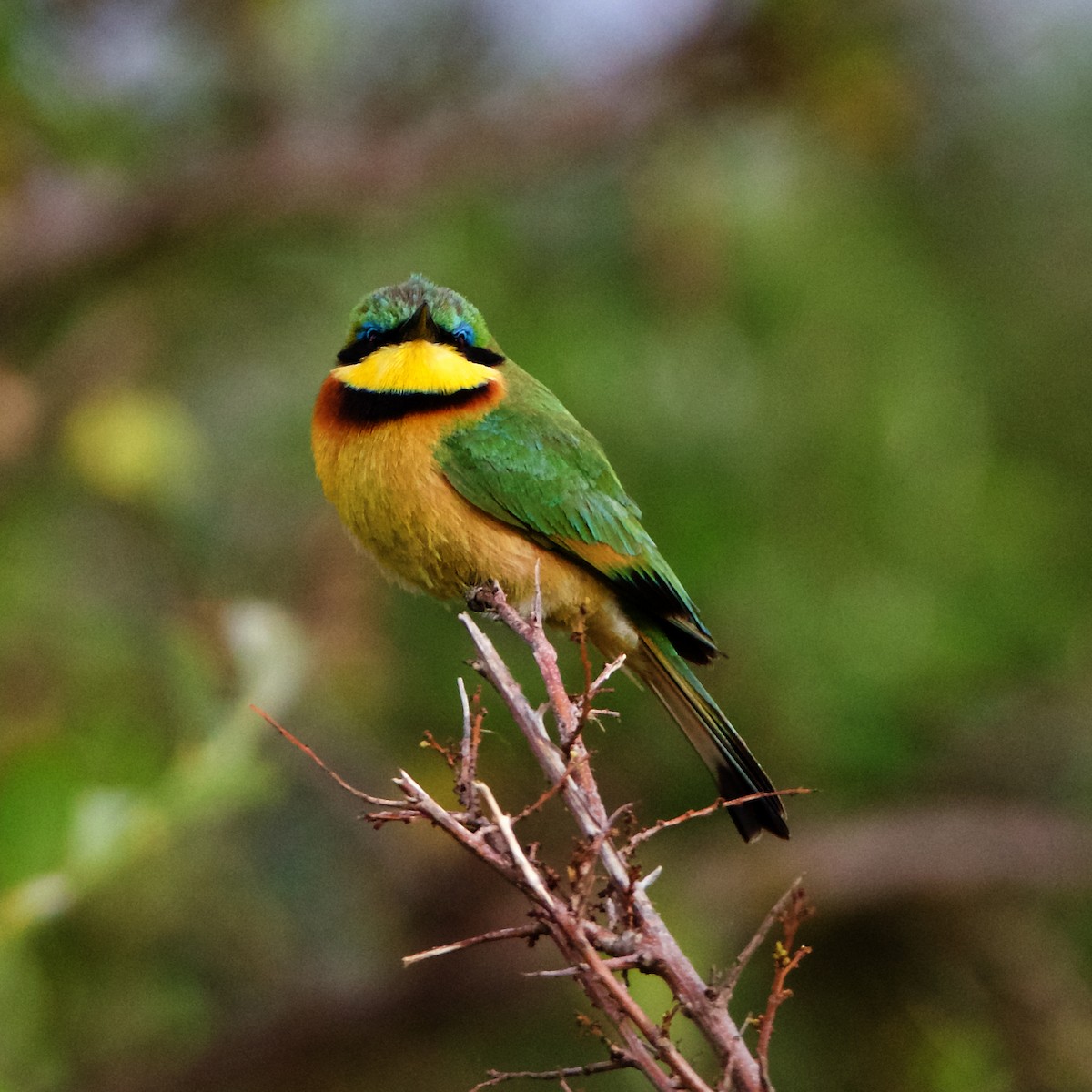 Little Bee-eater - Peder Svingen