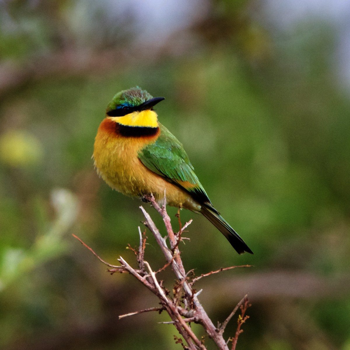 Little Bee-eater - ML203674901