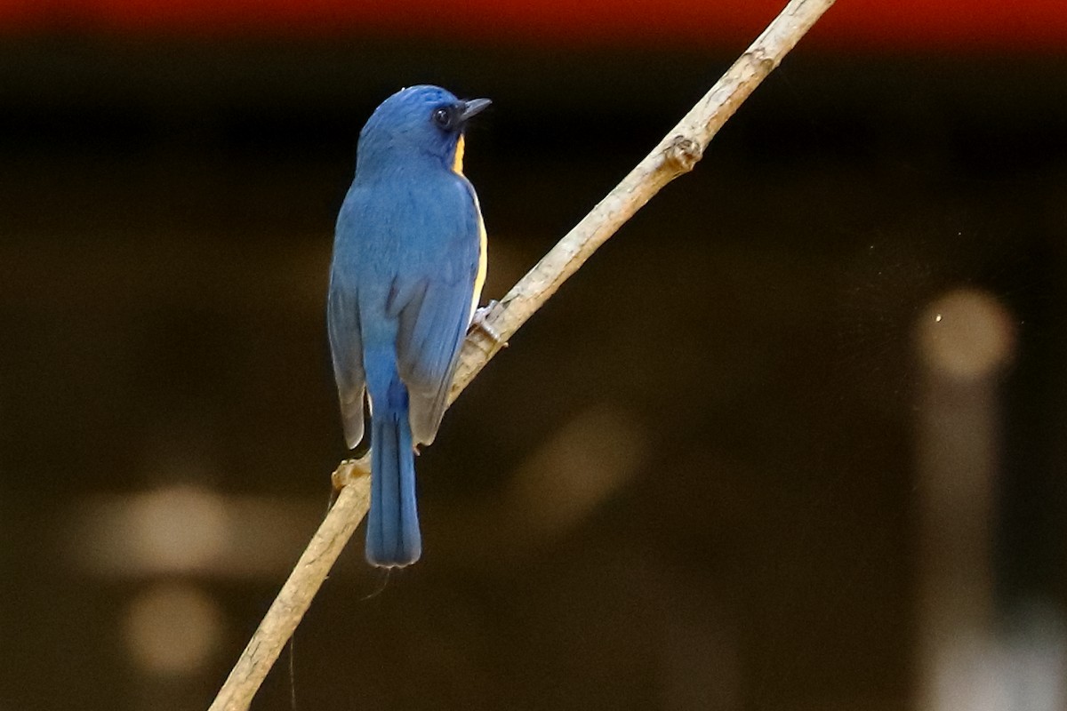 Tickell's Blue Flycatcher - Dr.Sandip  Modi