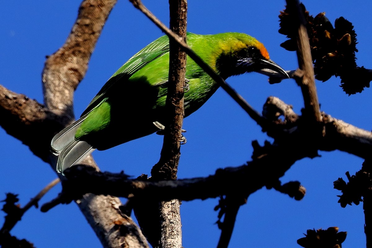 Golden-fronted Leafbird - Dr.Sandip  Modi