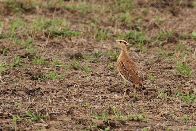 Immature. - Temminck's Courser - 