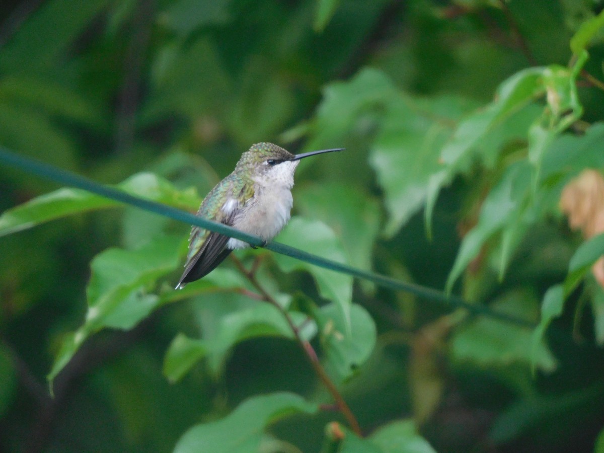 Ruby-throated Hummingbird - ML203677511