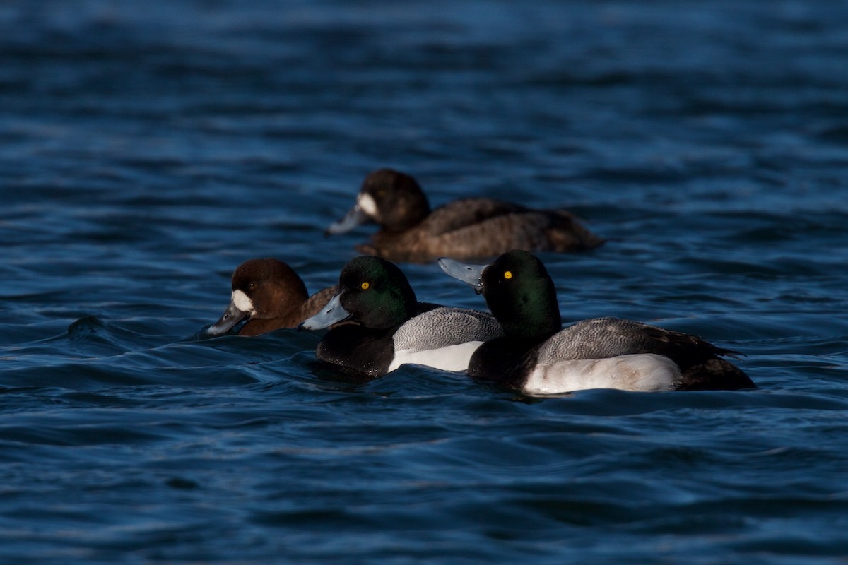 Greater Scaup - Detcheverry Joël