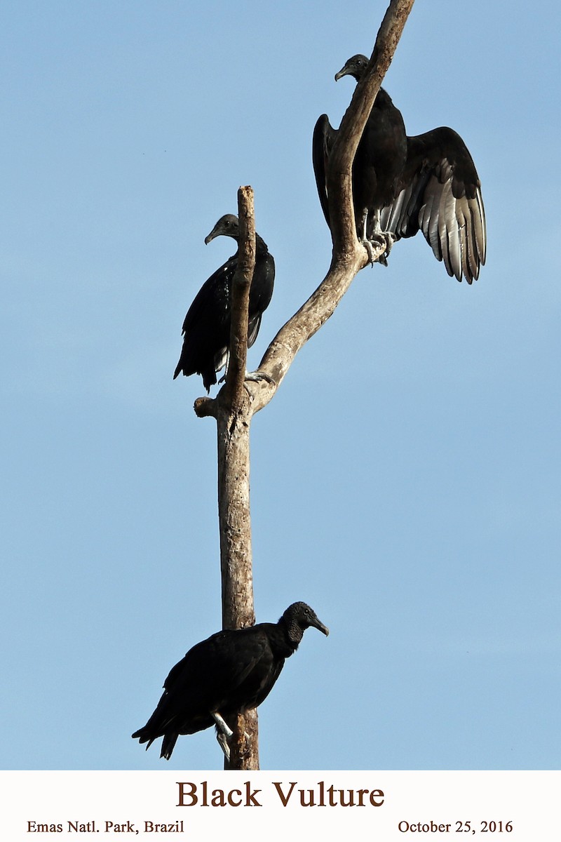 Black Vulture - William Parkin