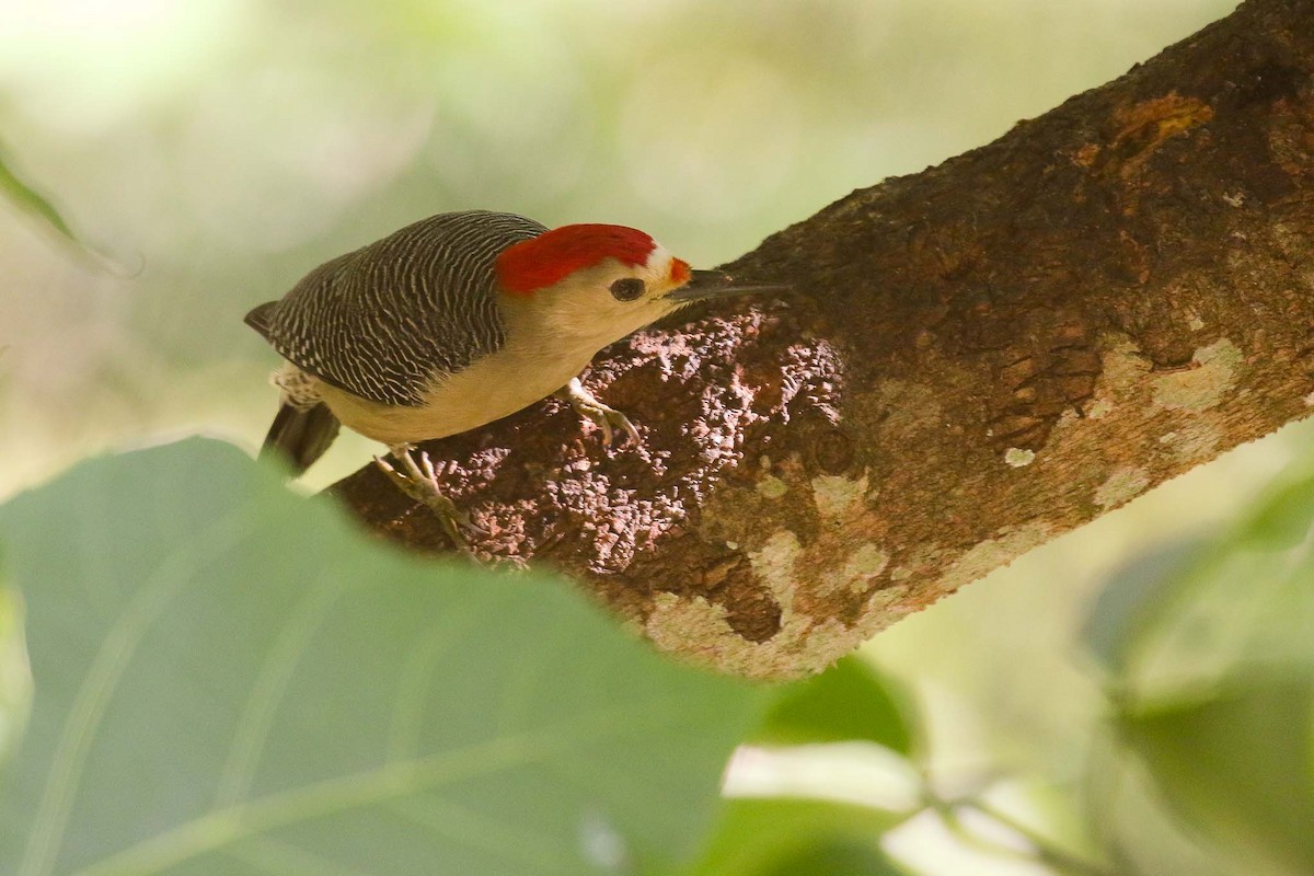 Golden-fronted Woodpecker (Velasquez's) - ML203679781
