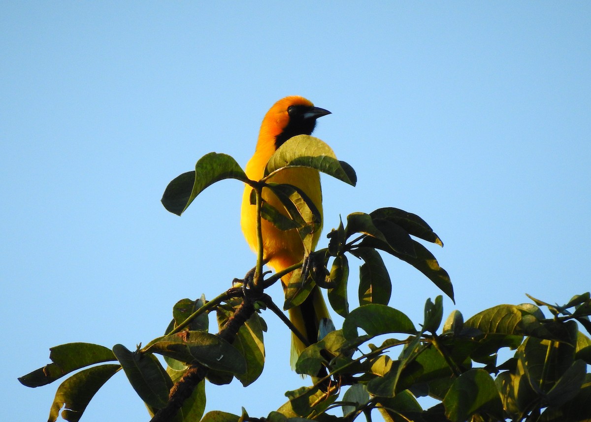 Yellow-tailed Oriole - Mark Smiles
