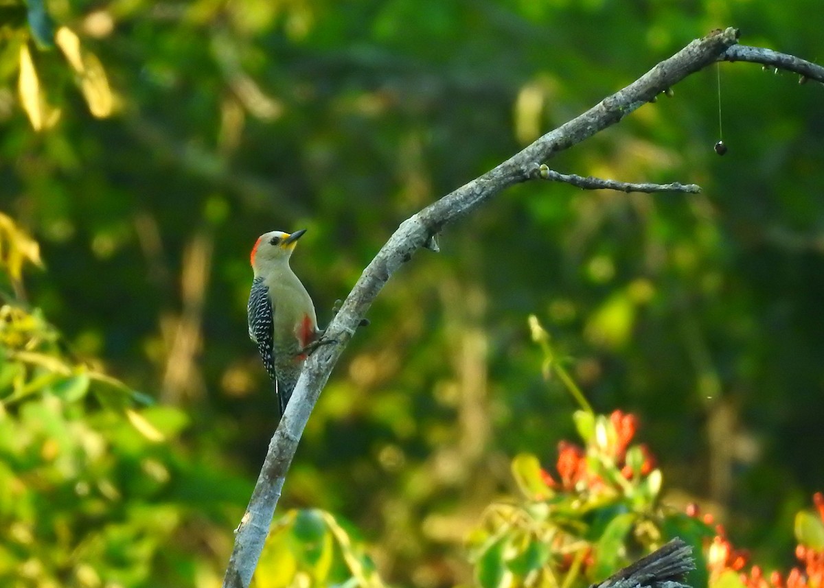 Yucatan Woodpecker - ML203680231