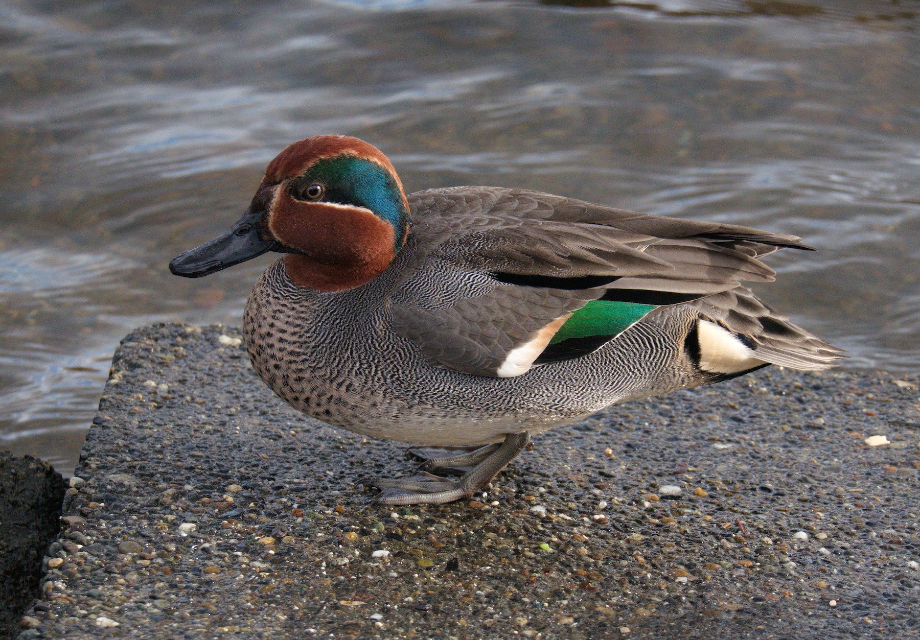 Green-winged Teal (Eurasian x American) - BobMoose Moore