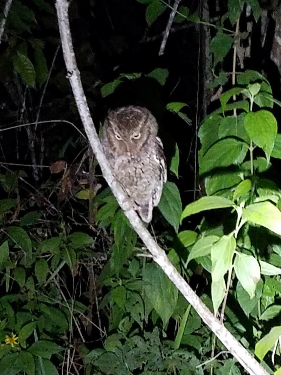 Middle American Screech-Owl - carlos corrales