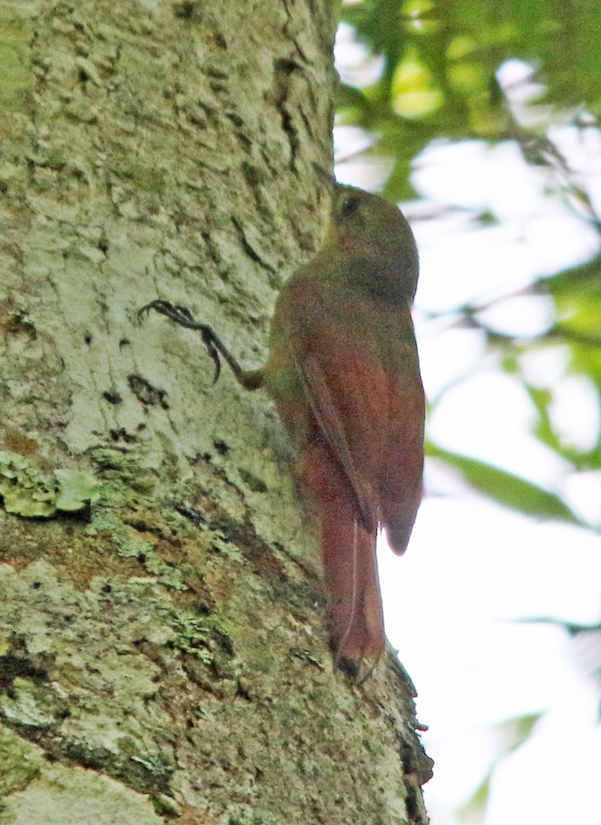 Olivaceous Woodcreeper - William Parkin