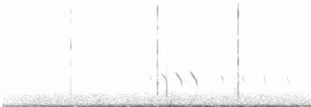 White-shouldered Triller - ML20369231