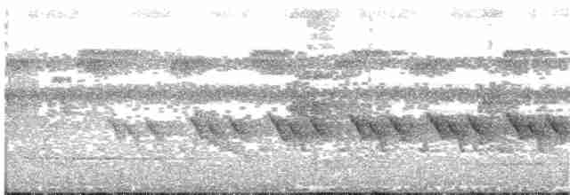 リオデジャネイロヒメモズモドキ（griseiventris／aemulus） - ML203696131