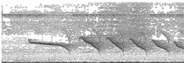 Weißbrust-Ameisenvogel - ML203696391