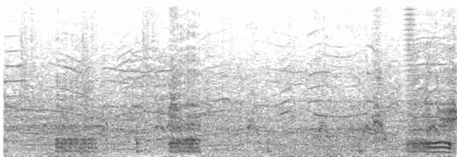 קורמורן ימי (אטלנטי) - ML203696791