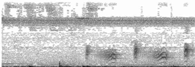 Kara Giysili Karıncakuşu - ML203698491