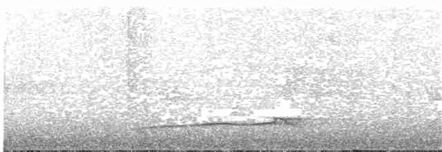 Тиран-плоскодзьоб рудохвостий - ML203698591