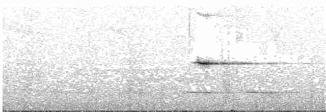Гагер світлогорлий (підвид quindiuna) - ML203699181