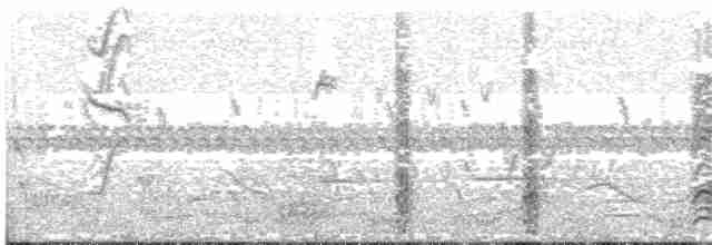 arassari červenokrký (ssp. bitorquatus/reichenowi) - ML203699861