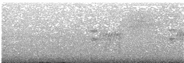Колібрі-шаблекрил юкатанський (підвид excellens) - ML203699901
