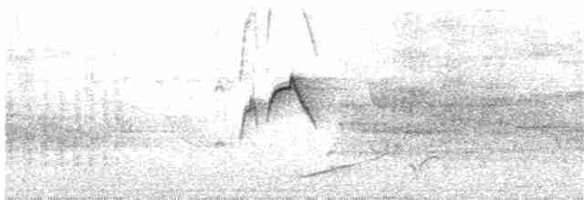 Тиранчик-короткодзьоб південний - ML203701381