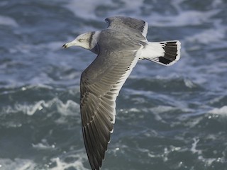  - Black-tailed Gull