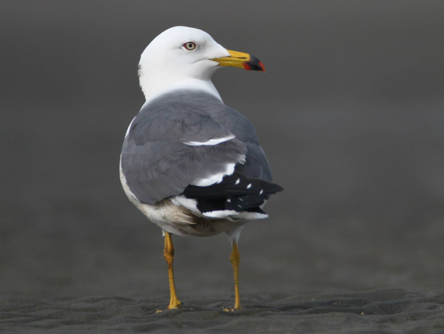 Black-tailed Gull - Ting-Wei (廷維) HUNG (洪)