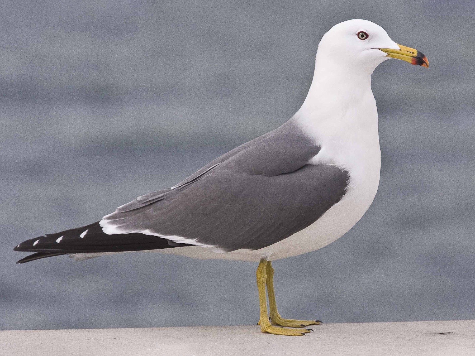 Black-tailed Gull - Eric VanderWerf