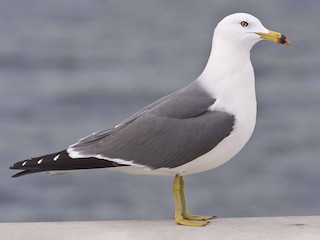  - Black-tailed Gull
