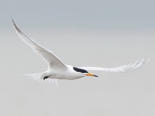  - Chinese Crested Tern