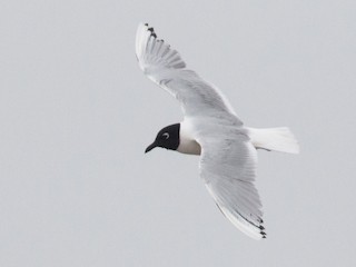 クロカモメ様 確認 ズグロカモメ - eBird