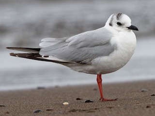  - Saunders's Gull