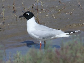 繁殖期の成鳥 - Owen Krout - ML203704321