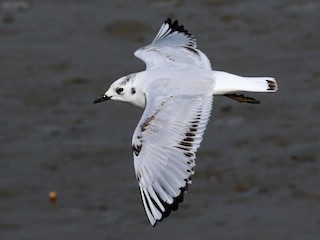 ズグロカモメ - eBird