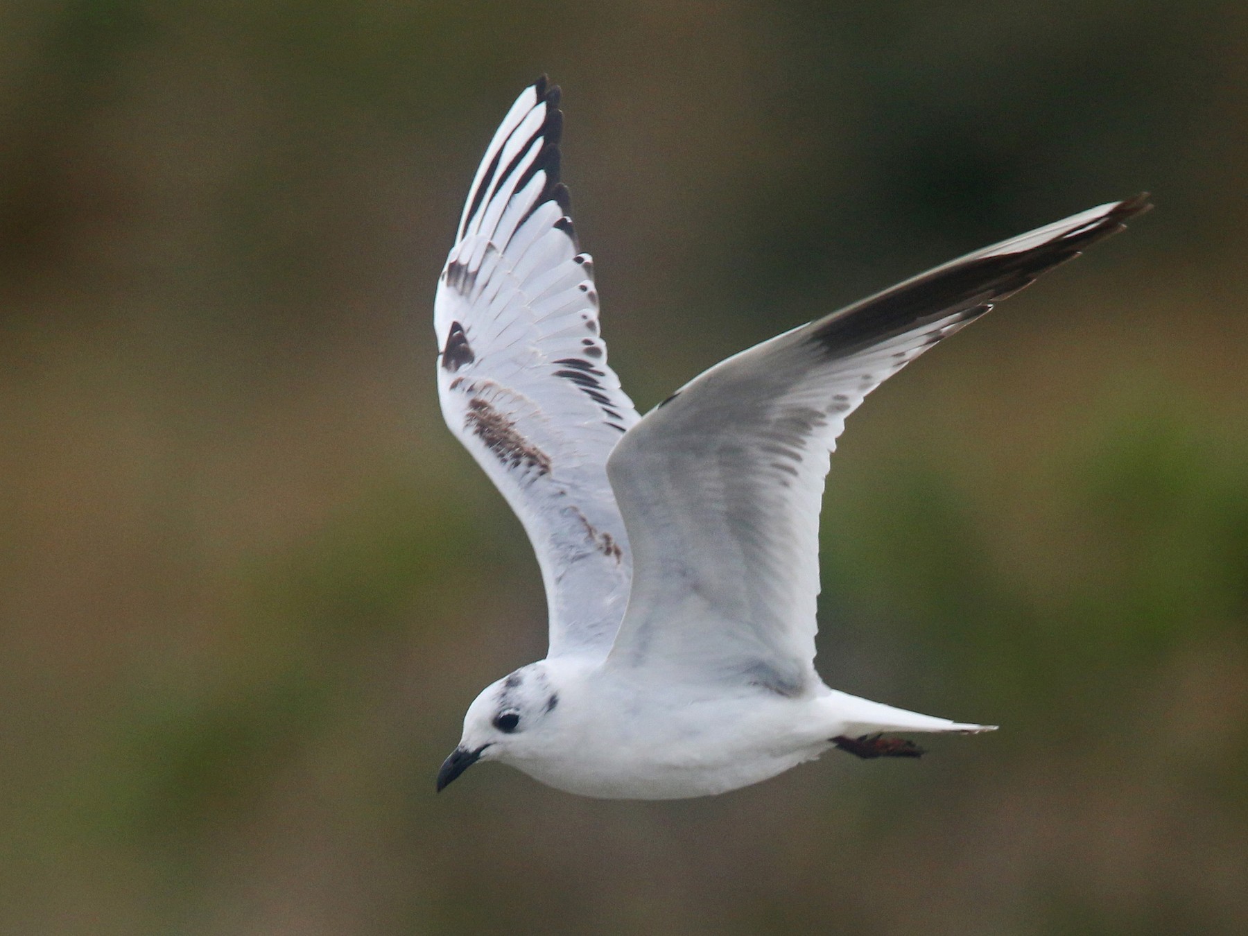 ズグロカモメ Ebird