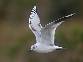 クロカモメ様 確認 オグロカモメ - eBird